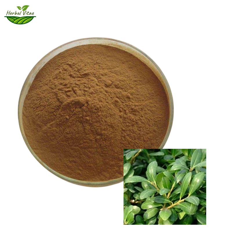 Holly Leaf Extract Powder
