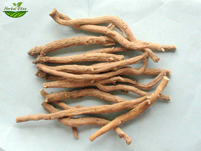 Indigowoad Root 